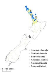 Phylloglossum drummondii distribution map based on databased records at AK, CHR & WELT.
 Image: K.Boardman © Landcare Research 2019 CC BY 4.0